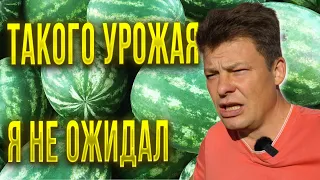 Шок от такого урожая арбузов в Москве, сезон 2023