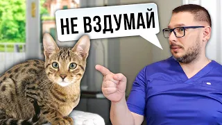 Не заводи ТАКУЮ кошку! С Ними НЕВОЗМОЖНО жить в одном доме!