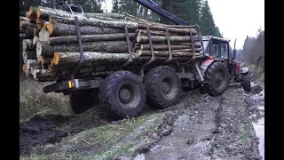 Belarus Mtz 1221.2 with big homemade trailer logging in winter forest, slippery conditions