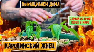 Каролинский Жнец (Carolina Reaper) выращиваем дома самый острый в мире перец. Часть 1