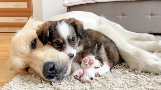 Adorable Puppy Won't Sleep Without His Golden Retriever [Cuteness Overload]