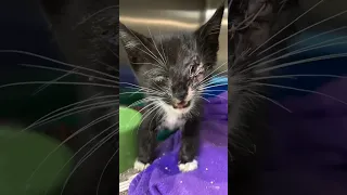 Kitten Found On The Street With Severely Infected Eyes