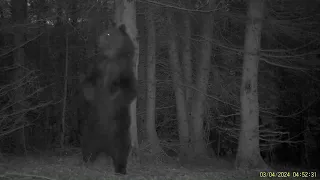 Medvede za posledné dni. A ako mi samec strhol fotopascu. Bears in recent days. Camera ripped out.