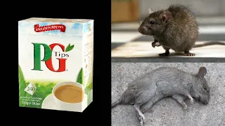 TEA BAG MAGIC || How To Kill Rats Within 10 minutes || Home Remedy |Magic Ingredient | Mr. Maker