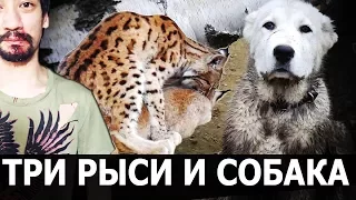 НОВАЯ ВСТРЕЧА РЫСИ  И ЩЕНКА ОВЧАРКИ. Результат нападения рыси Ханны