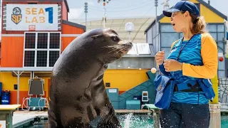 Seal Show | Sea World Gold Coast | Sea Lion Show