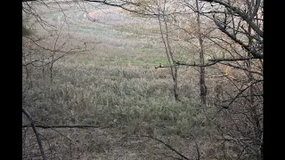 2019 kansas whitetail giant archery kill