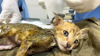 Rescue Kitten Drenched In Sticky Glue From  Mouse Trap | Animal In Crisis @ftcmeow_Rescuse_cat