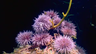 Echinoderms - Urchin Time-lapse, Eating Kelp