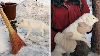Two Fishermen Make Friends With An Arctic Fox!