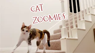 Cat Zoomies