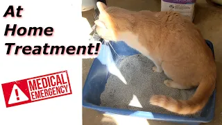 At Home Treatment for a Cat that Can't Urinate