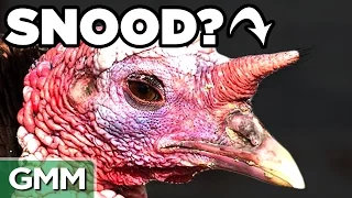 8 Strange Turkey Facts