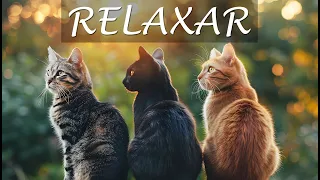 Gatos Adoráveis para Aquecer o Coração e Acalmar a Mente - Calm Your Mind with these Cats.