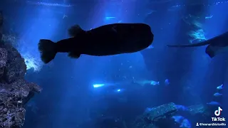 Kyoto Aquarium