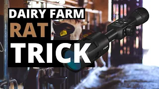 Dairy Farm Rat Trick - Air Rifle Pest Control