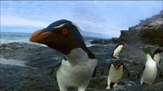 Rockhopper Penguins Make Landfall | Nature on PBS
