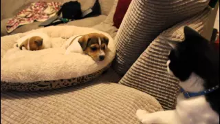 Cat meeting the puppies for the first time.