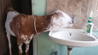 A goat drinking a water from water tap