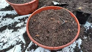 Высадка черенков хризантемы мультифлора в горшки и грунт