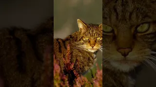 The Scottish Wildcat - Extinction By Domestic Cat?