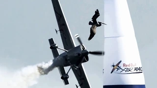 BIRDS VS AIRCRAFT | VIDEO COLLECTION 2016 | CRASH 2 PART