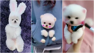 Tik Tok Chó Phốc Sóc Mini 😍 Funny and Cute Pomeranian #118