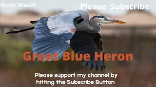 Great Blue Heron Call | Great Blue Heron sound | blue heron call | great blue heron call