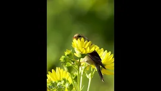 Beautiful Bird #goldfinch #finch (Full Video Link in Description)