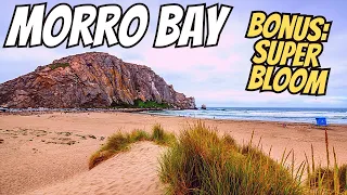 California Super Bloom - Morro Bay Pacific Ocean