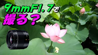 マイクロフォーサーズ新レンズ9mmで蓮の花をどう撮るか? 試してみた LEICA DG SUMMILUX 9mm/F1.7