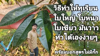 ทุเรียนใบใหญ่​ ใบหนา​ เขียวเข้มมันวาว​ ด้วยวิธีง่ายๆ