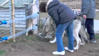 Chien-loup de Saarloos (Enzo)