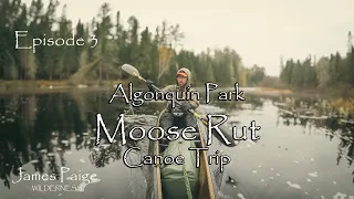 Algonquin Canoe Trip - Moose Rut - Episode 3