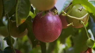 Passion fruit   Taiwan Leisure Farms Development Association  Full HD 5 Minutes