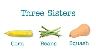 Three Sisters (Corn, Beans, and Squash)