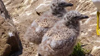 The Colony of Ring-billed Gull E2