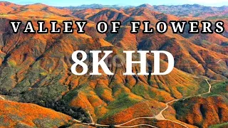 Colourful Harvest in 8K - (Ultra Hd) || Valley Of Flowers