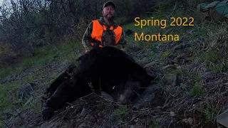 Montana Spring Bear 2022, Better to be Lucky Than Good