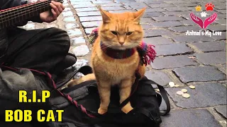 The world famous cat in the Movie Street Cat Named Bob, has passed away/Animal's True Love