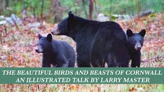 Larry Master   Birds and Beasts of Cornwall  :  A Illustrated Talk