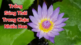 Cách trồng súng Thái trong chậu ra nhiều hoa.