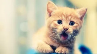 Just funniest animals 😂 cute baby cat compilation