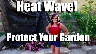 4 Tips to Protect your Garden in Hot Weather