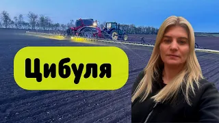 Вирощування цибулі. Посів та внесення грунтового гербіциду