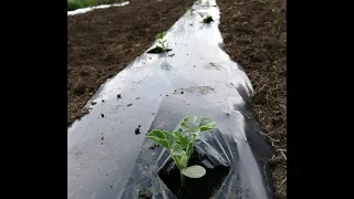 посадка арбуза рассадой под пленку / выращивание арбуза