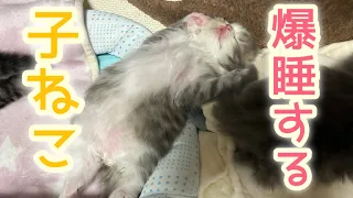 ママ猫が心配するくらい爆睡する子猫