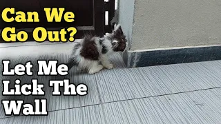 Cute Kittens Licking Wall And Desperate To Go Out On The Road