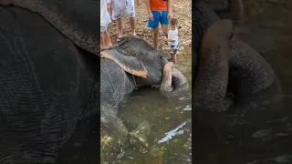 Phuket Elephant Shower Пхукет купание слонов