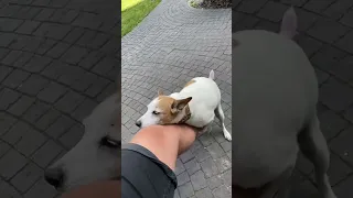 Агрессия собаки на хозяина
